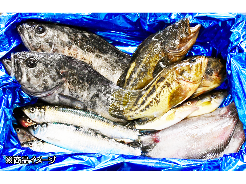 【期間限定特価】厚岸前浜の恵み－厳選鮮魚ボックス