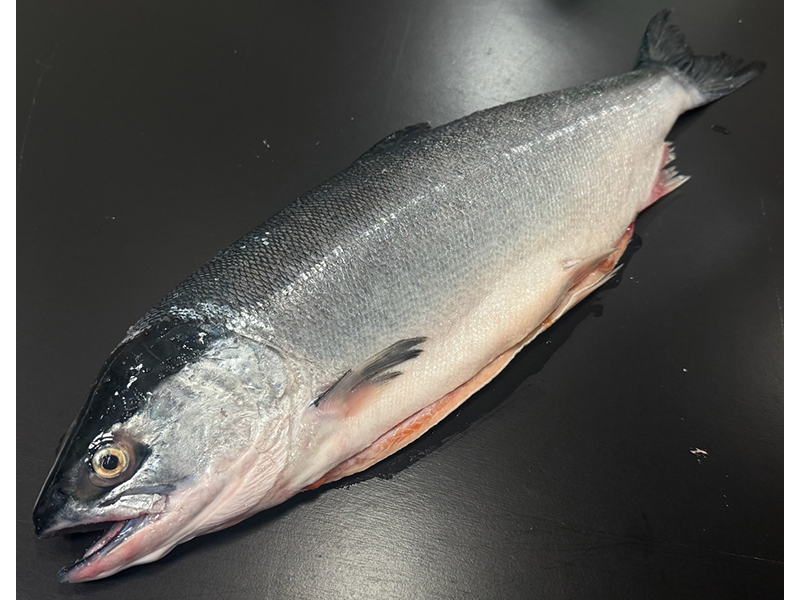 【新物】本チャン　塩紅鮭（一塩）