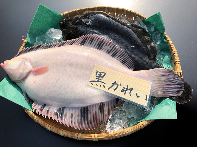 今が旬！厚岸直送【煮付けが絶品】黒かれい