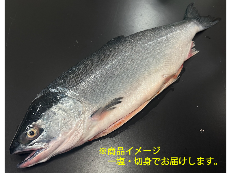 <GW先取り大特価セール13>本チャン塩紅鮭切身セット