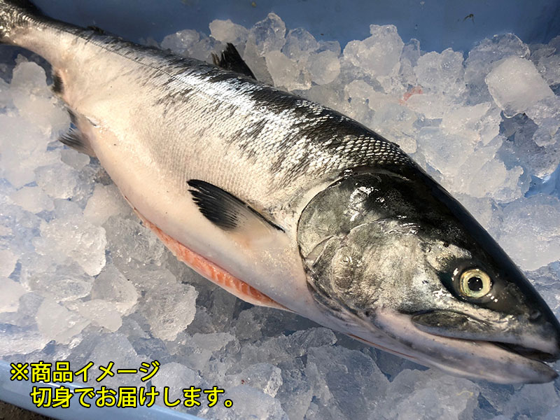 <GW先取り大特価セール12>生時しらず切り身セット1.5kg前後×1尾（3枚おろし切身）