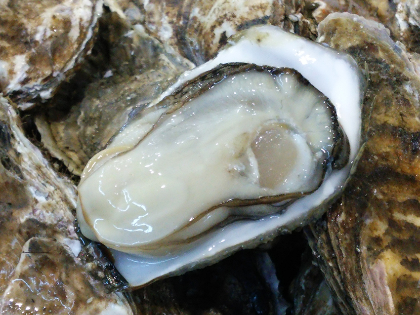 <GW先取り大特価セール4>厚岸産殻付き牡蠣弁天かき　A5サイズ　10個セット