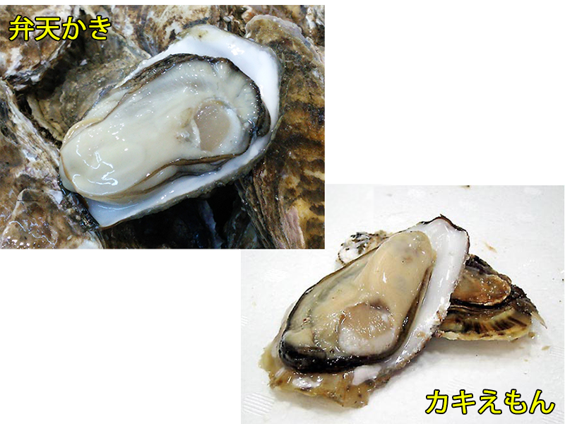 <GW先取り大特価セール6>超特大かき食べ比べセット