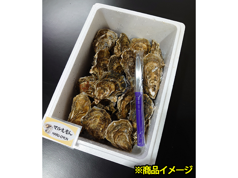【お盆先取り大特価セール05】マルえもん　Mサイズ15個セット