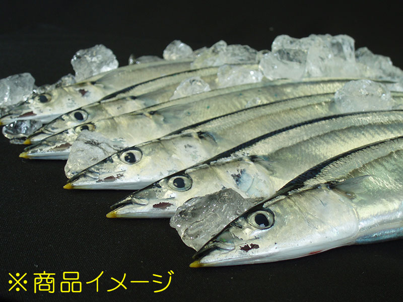 【全国送料込み】北海道産　鮮さんま　約2kg　20尾入