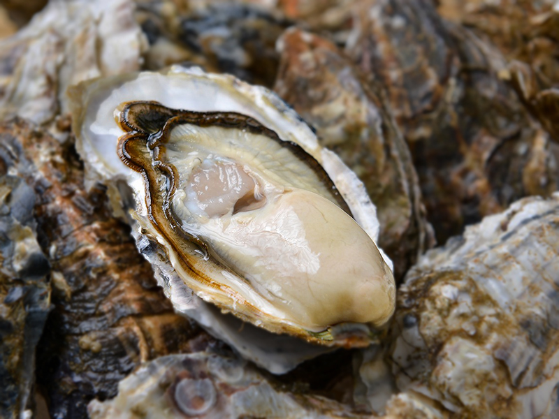 【期間限定4/16まで全国送料込み】殻かきセット（LLサイズ　12個）