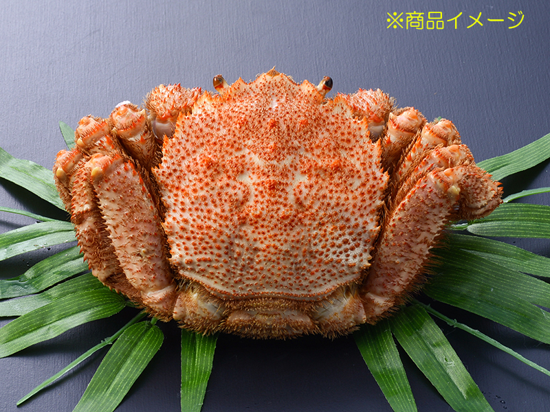 <歳末大感謝セール>ボイル冷凍毛がに　1尾