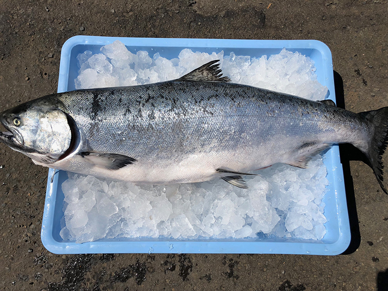 厚岸近海産 生ますの助